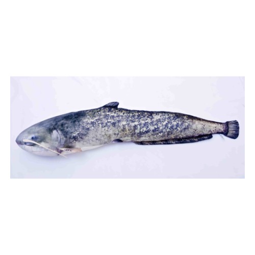 Сомообразные, 200 cm